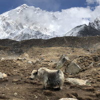 A yak standing before snowy white Himalayan peaks
